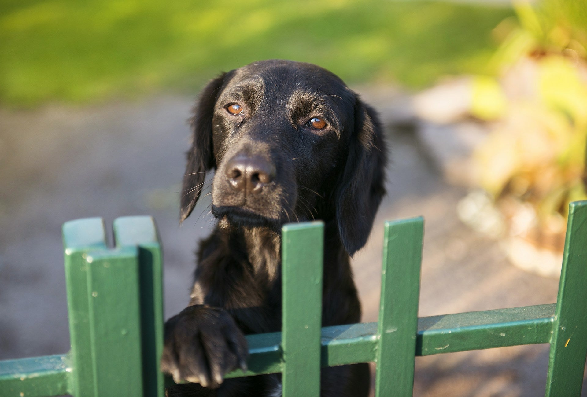 Can Tractive Virtual Fence Stop Dogs from Getting Out?