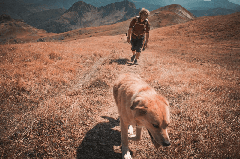 Exploring GPS Tracking Devices for Backpacking with Dogs