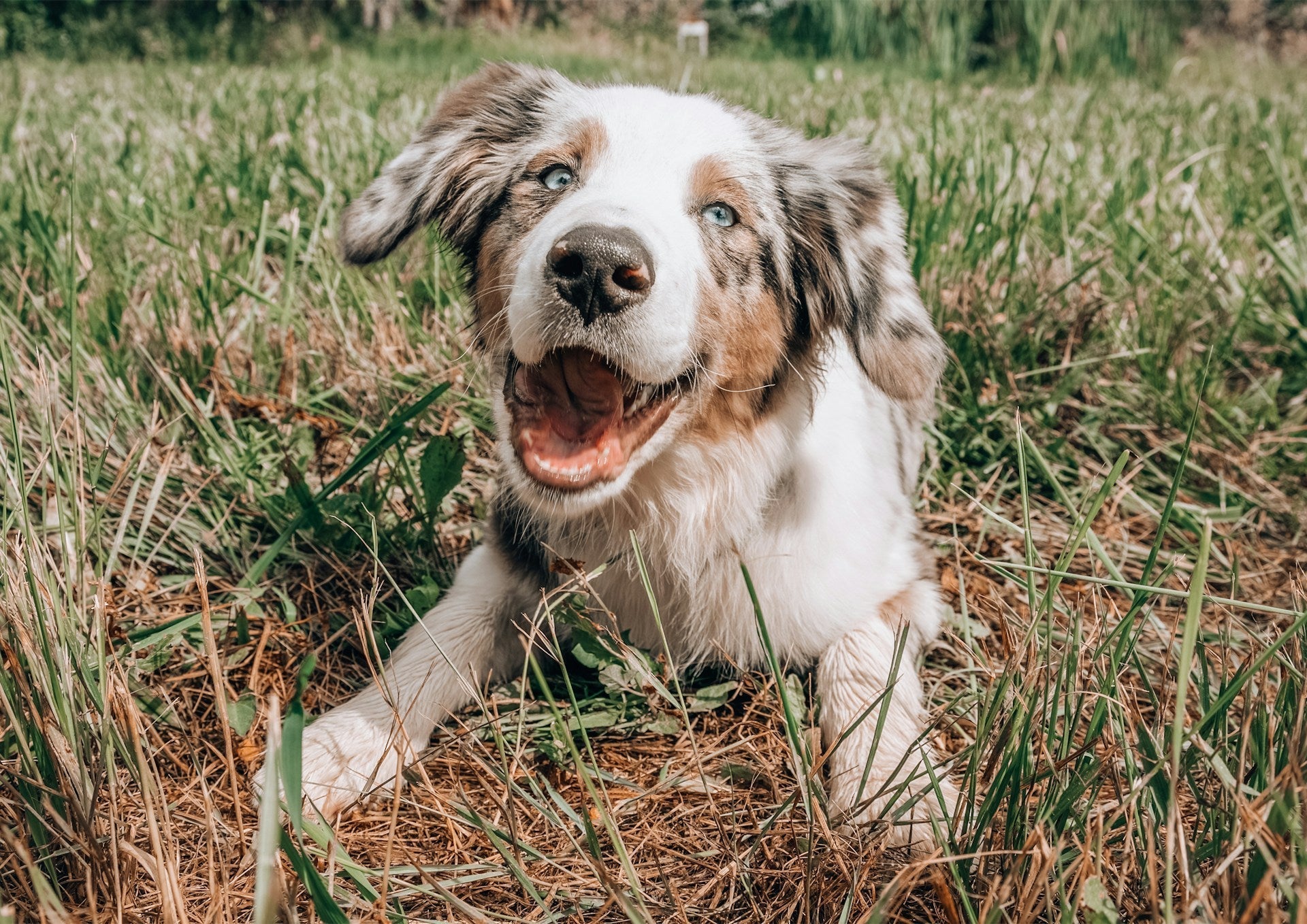 A dog smiling while hanging out on the grass