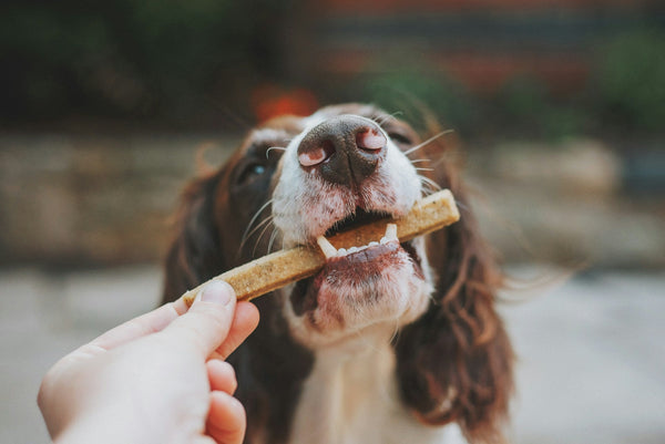 A close up for a dog being given a large training treat