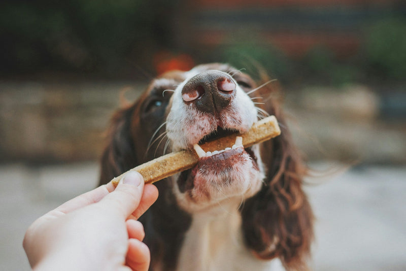 A close up for a dog being given a large training treat