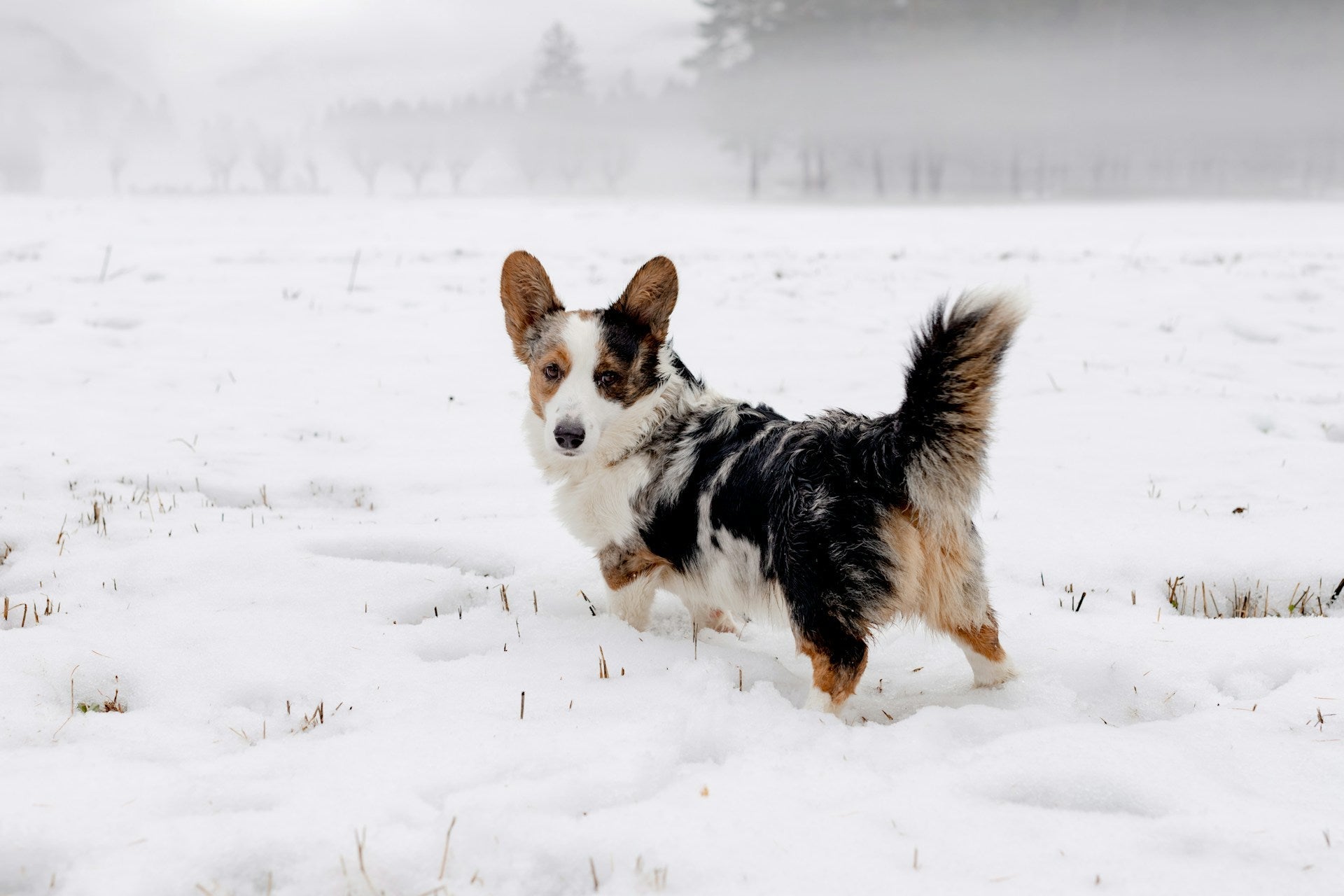 Best GPS Trackers for Small Dogs in 2026 (No Subscription Options Included)