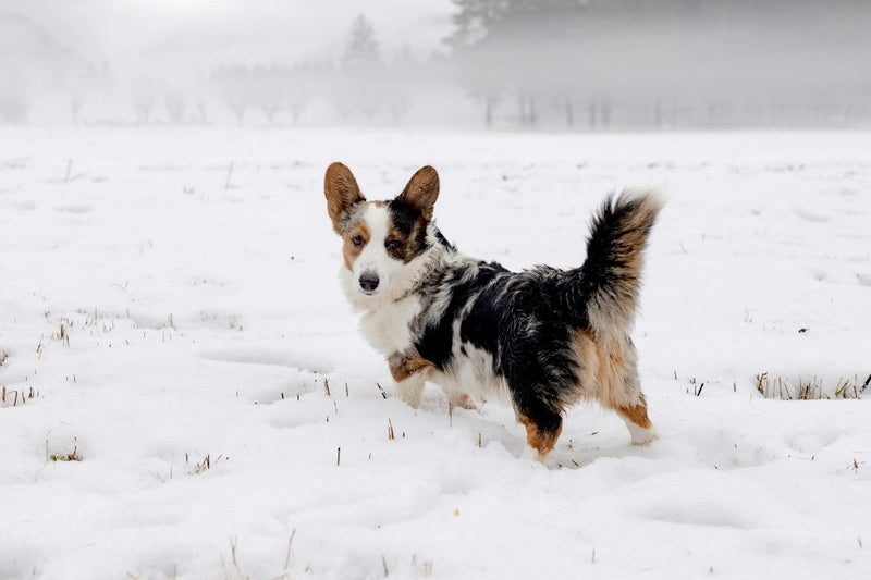 Best GPS Trackers for Small Dogs in 2026 (No Subscription Options Included)