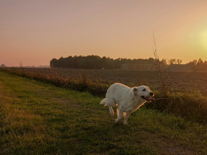 Real User Experience: Why Is The No Signal GPS Dog Tracker an Essential Tool for Farm Dogs?