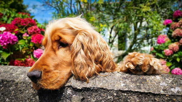 A beautiful golden dog leaning over a stone wall, looking over to the other side