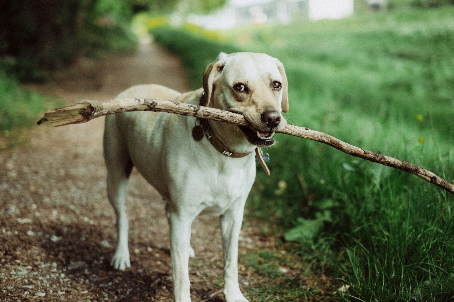 Can Tractive GPS Tracker Track Dogs in Rural Areas in Real Time?