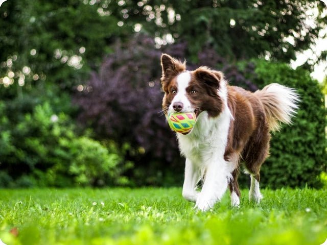 Best GPS Dog Collar No Subscription: Save Money & Track with Freedom