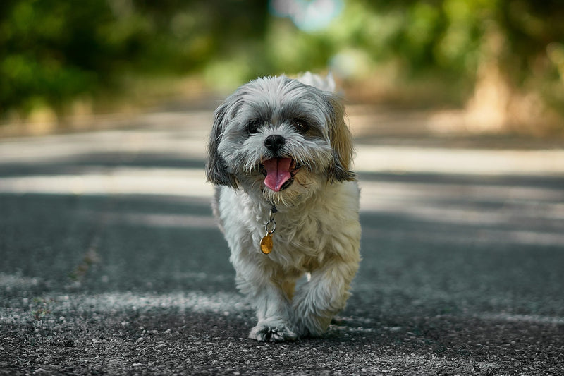 Best GPS Trackers for Small Dogs in 2026 (No Subscription Options Included)