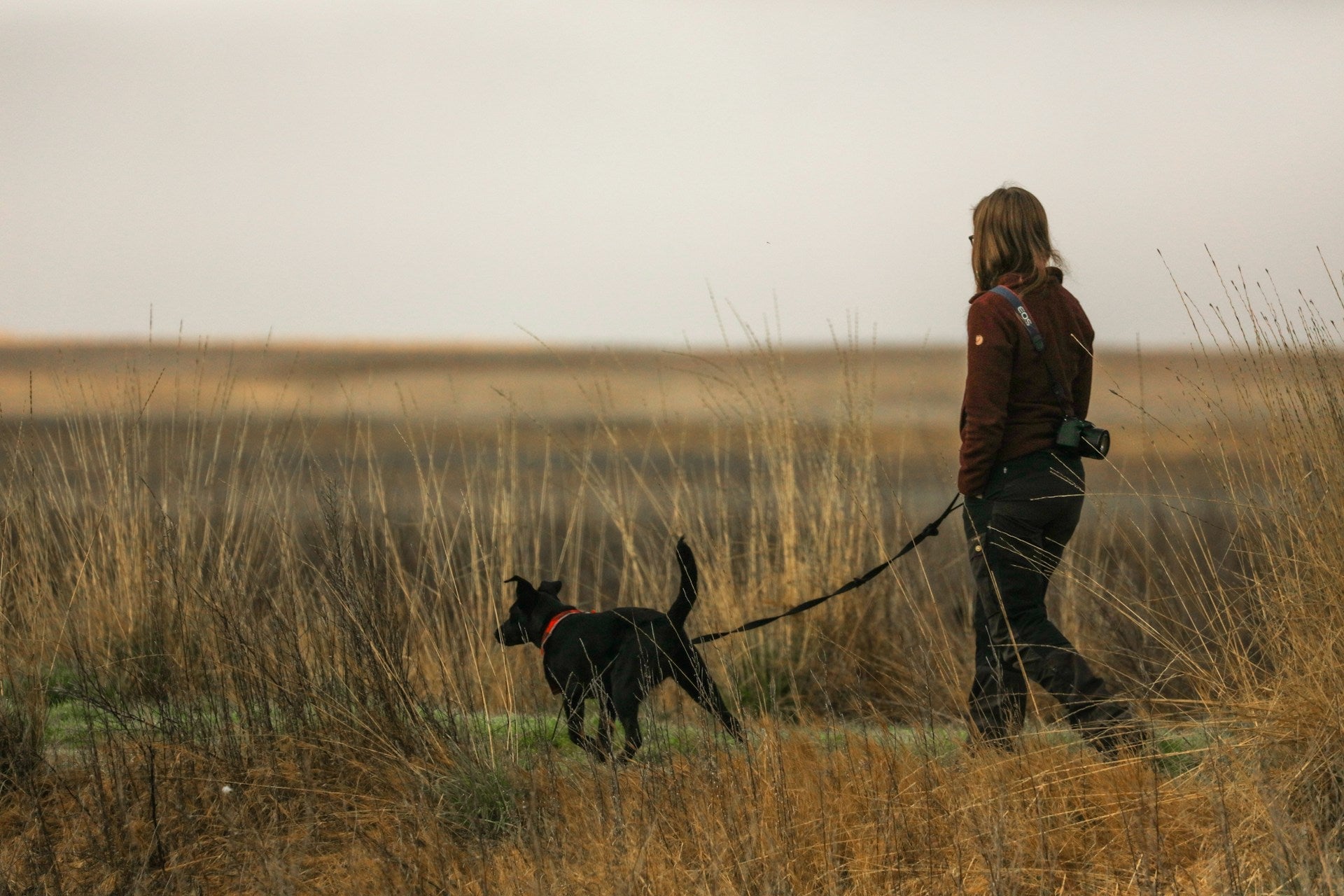 A woman taking her dog for a walk through a flat fen-like landscape