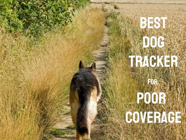 Choosing the Best GPS Dog Tracker for Poor Coverage