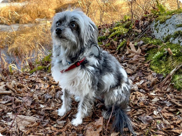 Dog Trackers for Small Dogs: How to Choose the Right Tracker for Your Pet