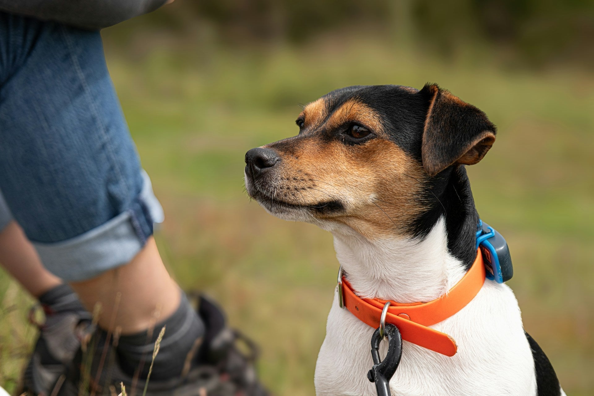 What Is an E-Collar for Dogs? How They Work + Research