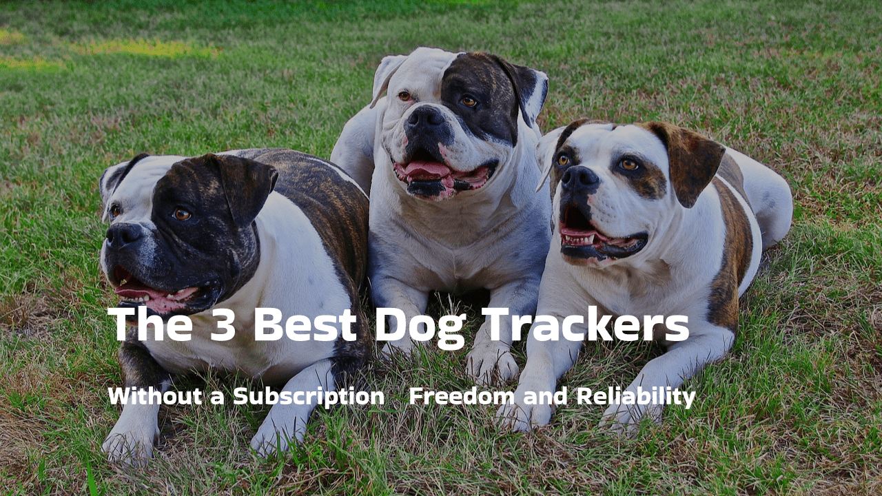 The 3 best dog trackers without a subscription: freedom and reliability