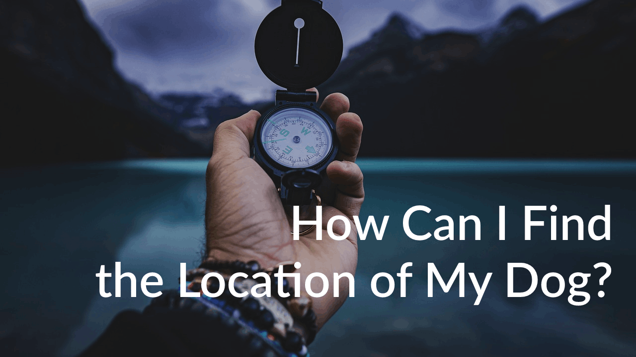 How Can I Find the Location of My Dog? Exploring Microchips and GPS Trackers