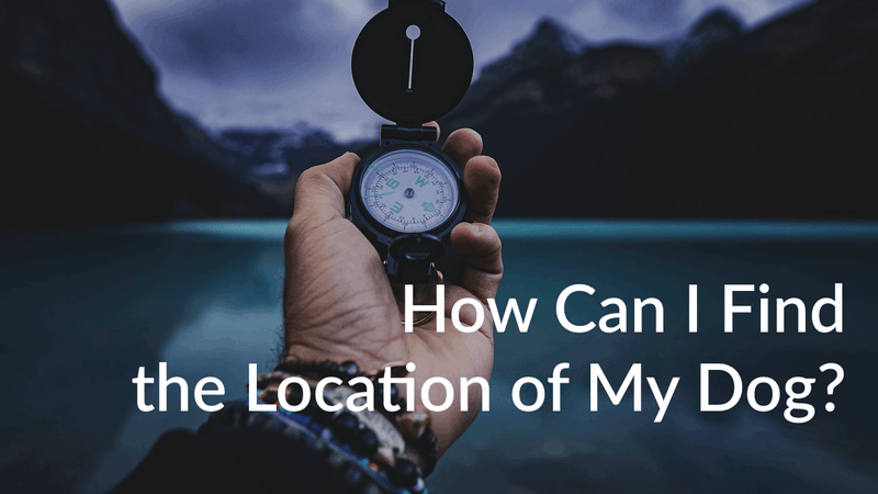 How Can I Find the Location of My Dog? Exploring Microchips and GPS Trackers