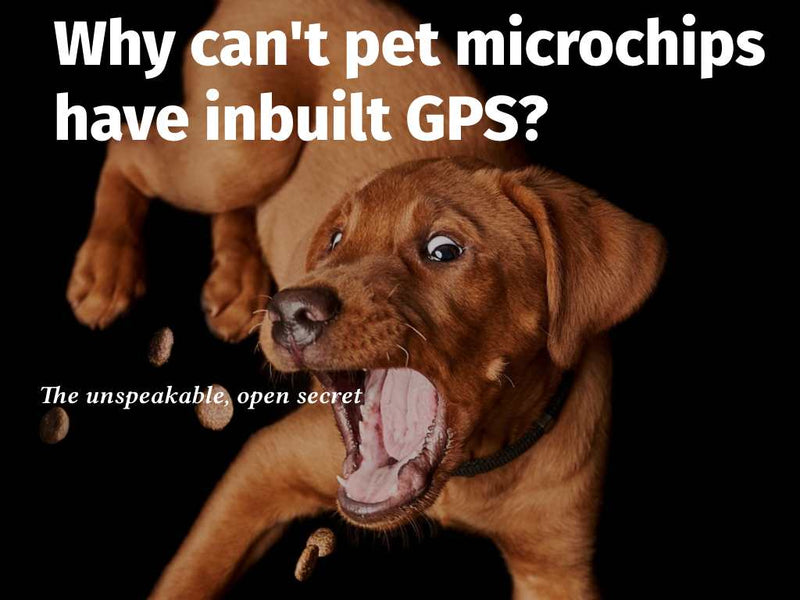 Why can't pet microchips have inbuilt GPS?
