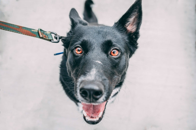A close up of a black dog looking up into the camera lens, wide angle