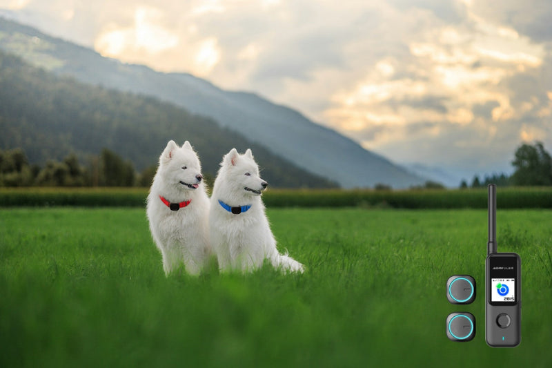 New Aorkuler Double Dog Kit – Track Two Dogs with One Controller