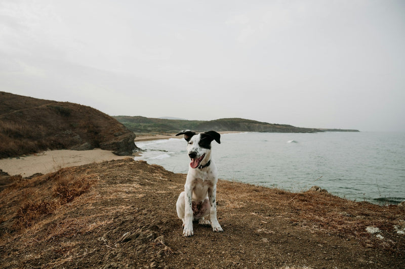 A dog sits patiently with a dog gps tracker collar on by a cliff top at the coast