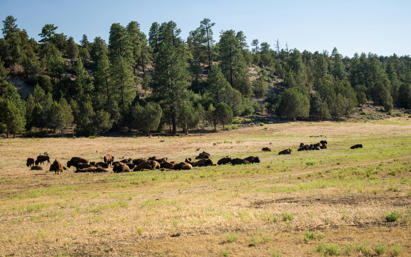 The Day My Farm Dog Didn't Come Home